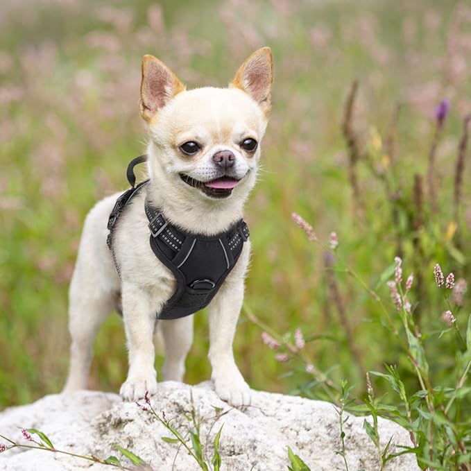 rabbitgoo Dog Harness 2 Leash