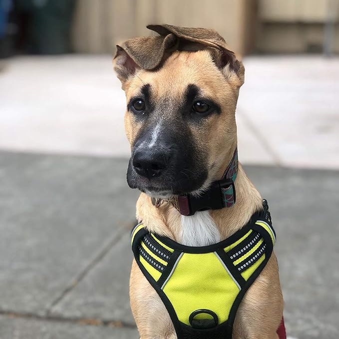 rabbitgoo Dog Harness 2 Leash