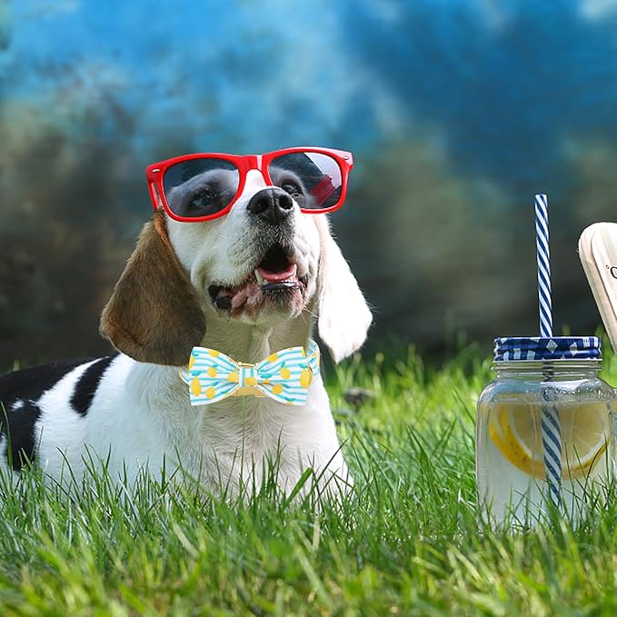 Maca Bates Summer Lemon Dog Collar with Bow