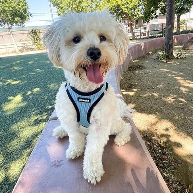 Voyager Step-in Air Dog Harness 18-20.5")