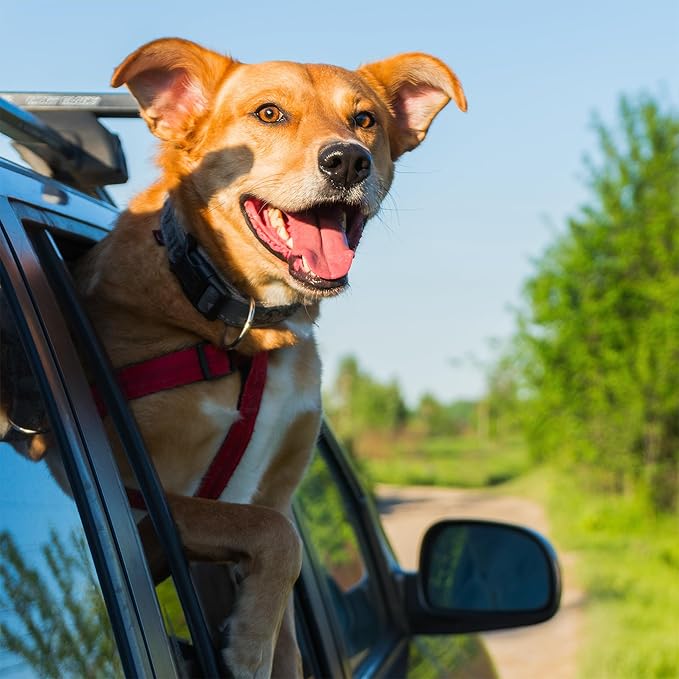 Pawtitas Dog Seat Belt