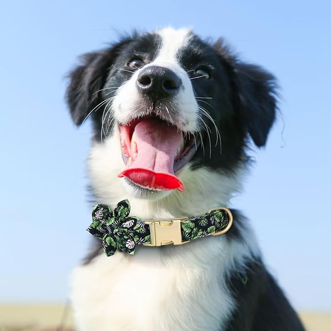 Beirui Cute Girl Dog Collars for Female Dogs