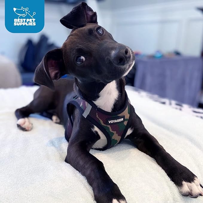 Voyager Step-in Air Dog Harness