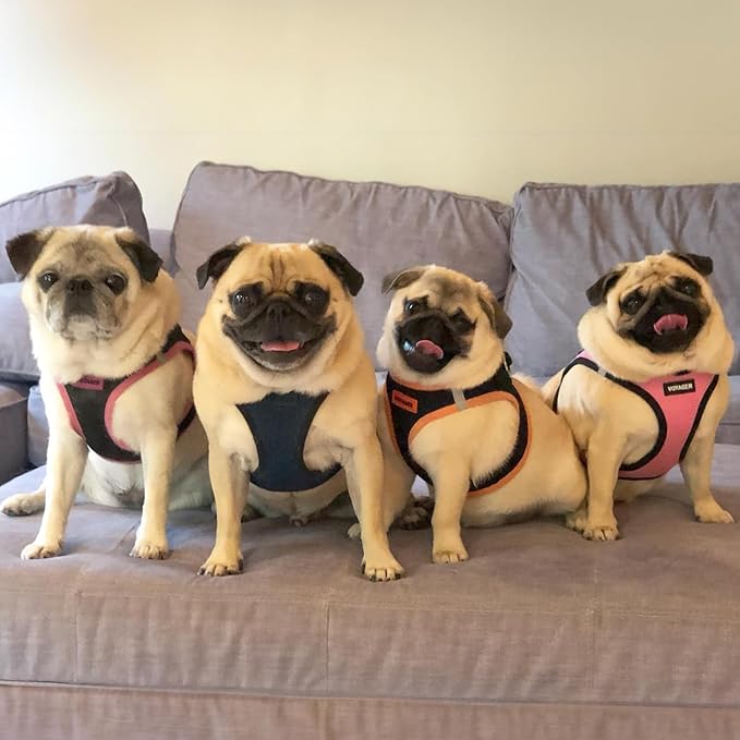 Voyager Step-in Air Dog Harness