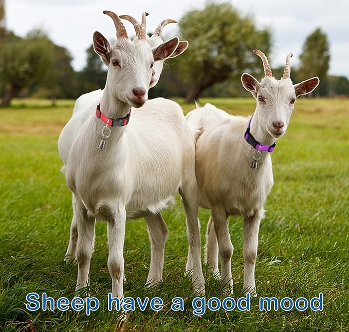 5 Pack Goat Collar with Bell