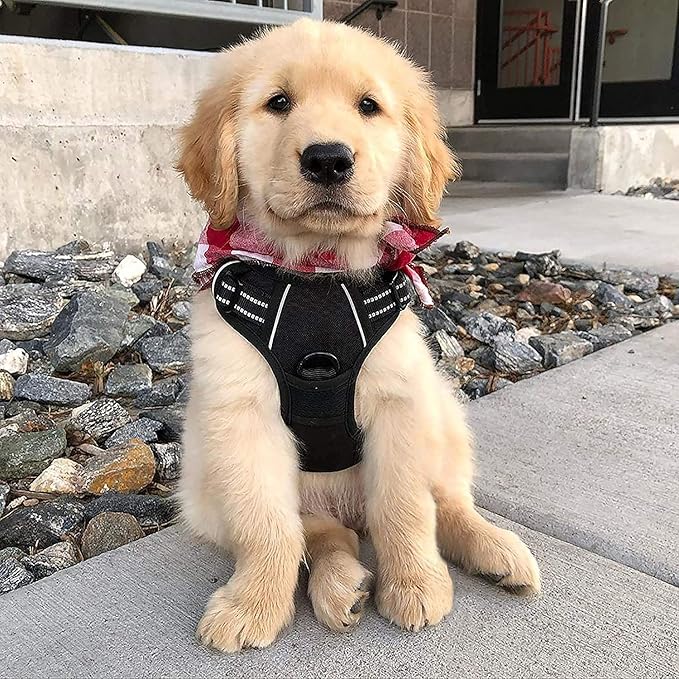 rabbitgoo Dog Harness 2 Leash