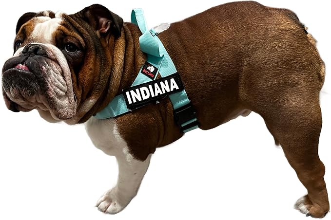 BULLHUG Harness – Made for Larger Chested Dogs Like English Bulldogs