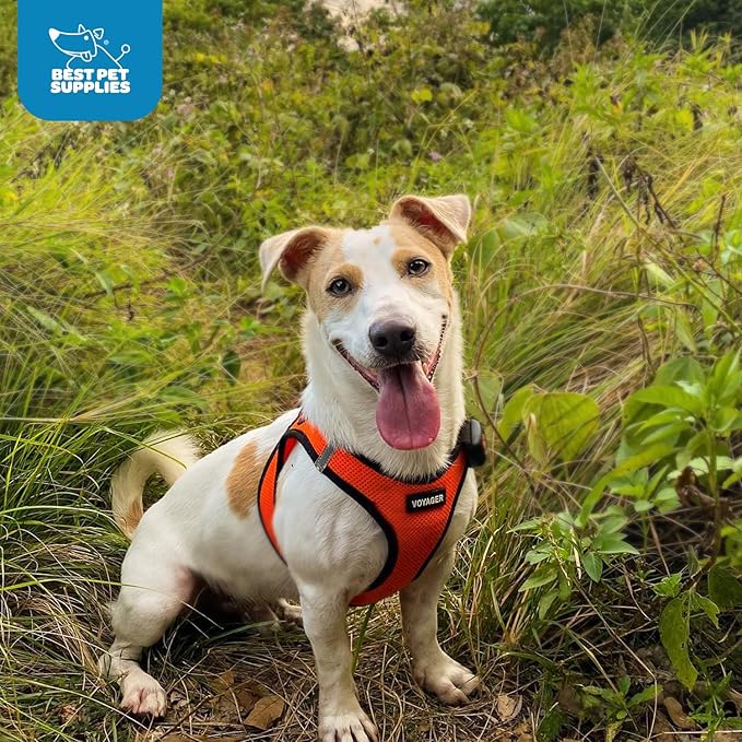 Voyager Step-in Air Dog Harness