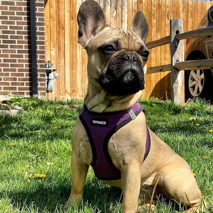 Voyager Step-in Air Dog Harness