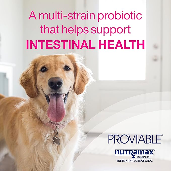 Proviable Digestive Health Supplement Kit with Multi-Strain Probiotics and Prebiotics for Medium to Large Dogs 7 Strains 30 mL 10 Capsules