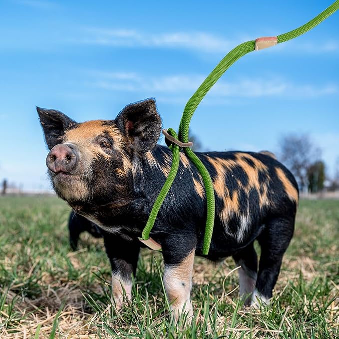 Mini Pig Harness & Leash 8 Feet