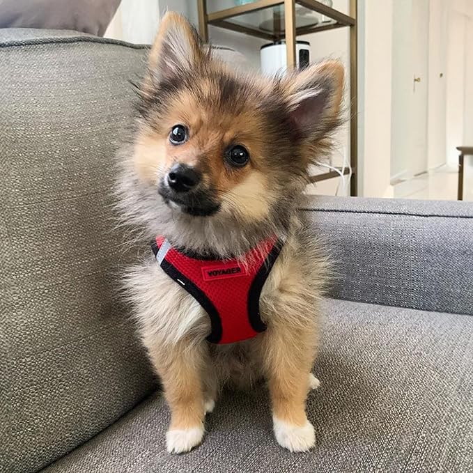 Voyager Step-in Air Dog Harness 20.5-23")