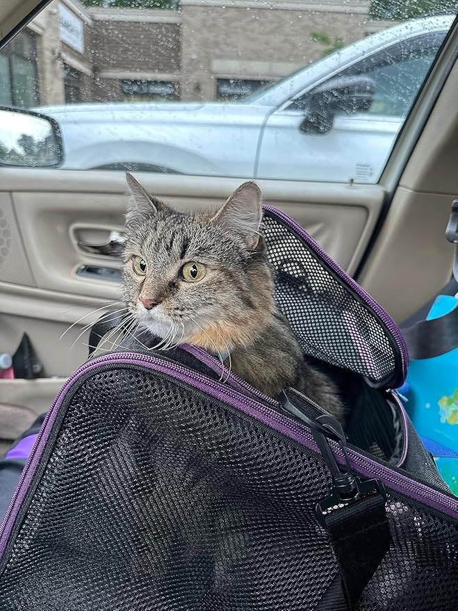 petisfam Soft Pet Carrier for Large and Medium Cats 2 Kitties,