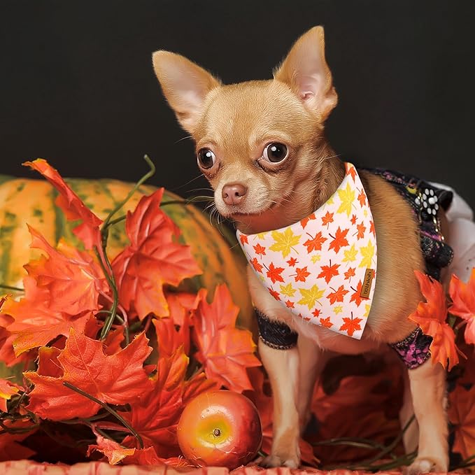 Fall Dog Bandanas 2 Pack