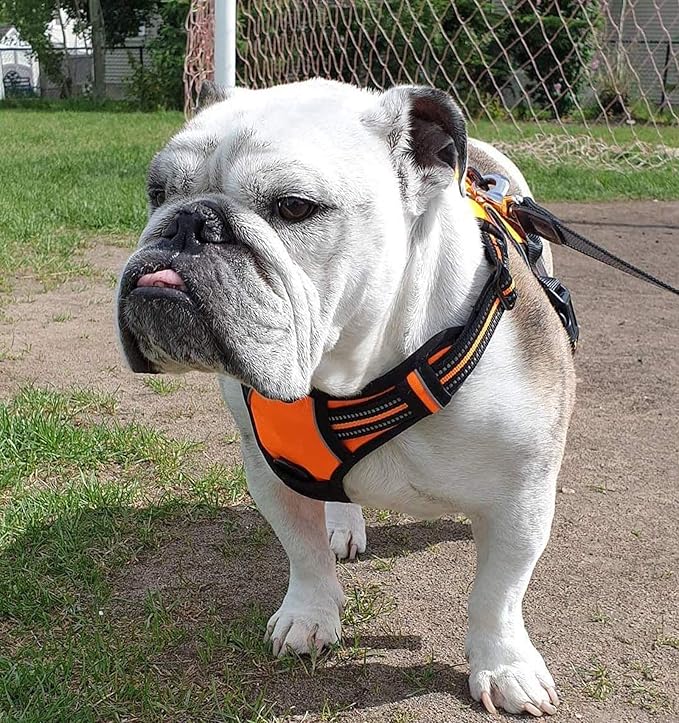 rabbitgoo Dog Harness 2 Leash