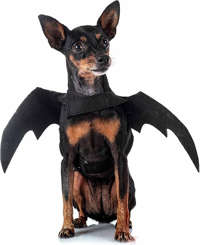 Halloween Costumes for Dogs