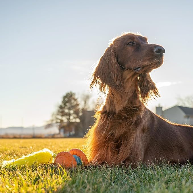 Outward Hound Tail Spinner Squeaky Dog Chase Toy