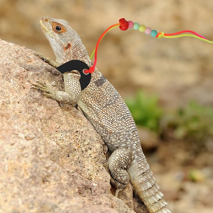 Bearded Dragon Leash & Harness 3 Size