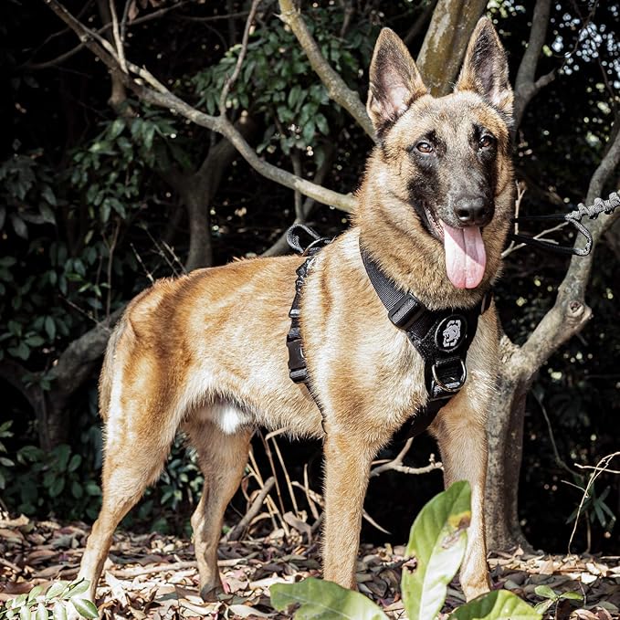 Dog Harness