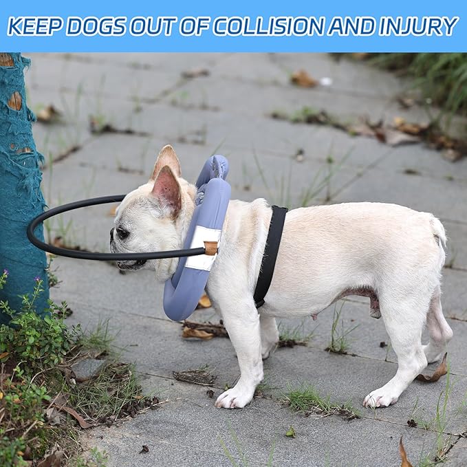 Blind Dog Halo