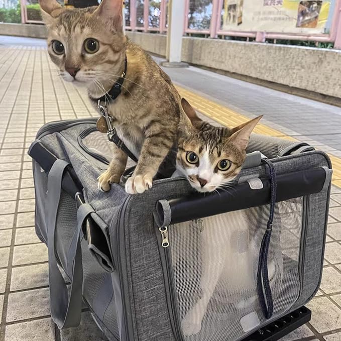 Innovative Cat Carrier for 2 Cats