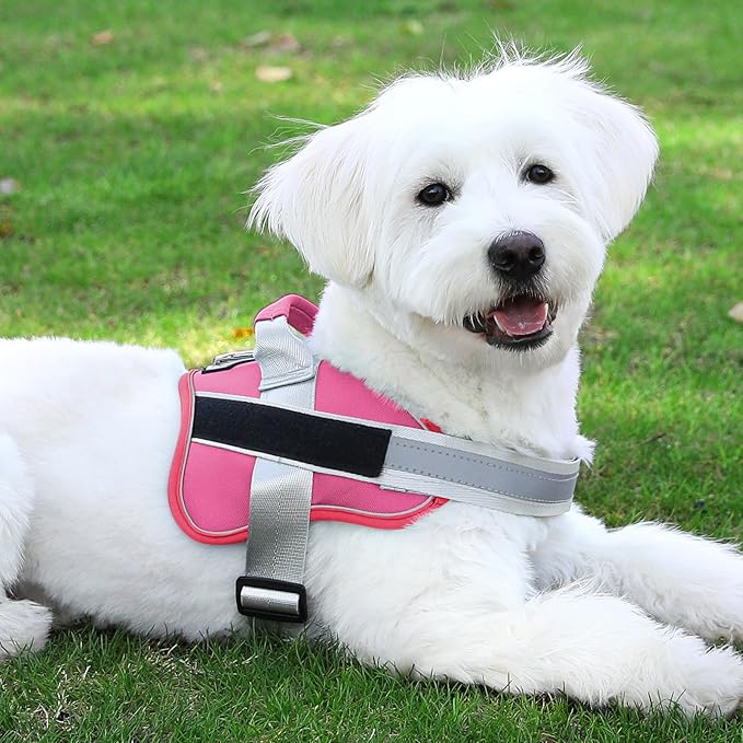 Bolux Dog Harness 1))