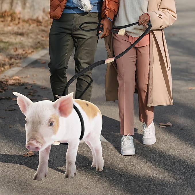 Mini Pig Harness & Leash 8 Feet
