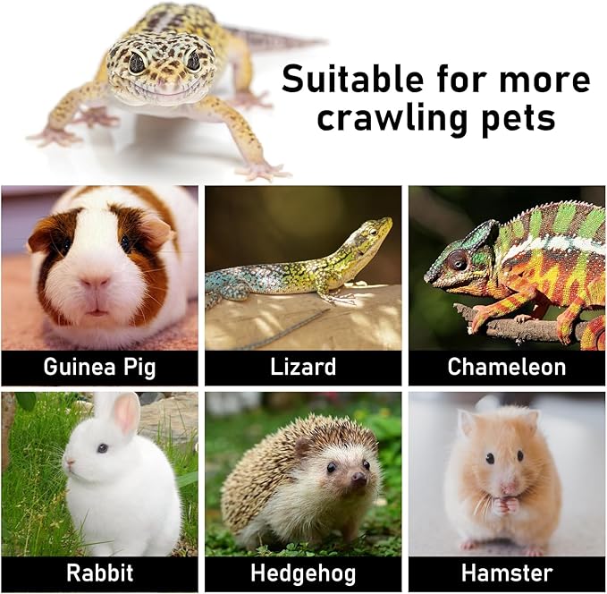 Bearded Dragon Leash & Harness 3 Size