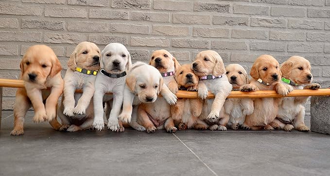 16 PCS Puppy Collars