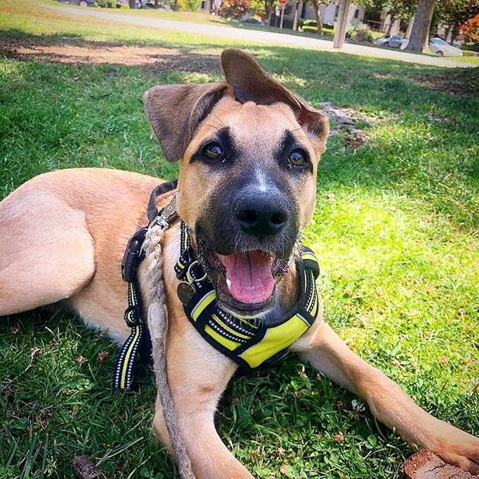 rabbitgoo Dog Harness 2 Leash