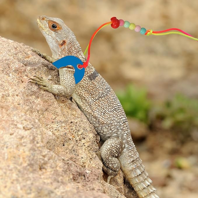 Bearded Dragon Leash & Harness 3 Size