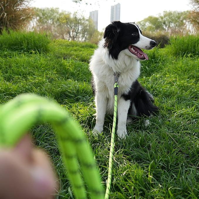 NTR 100FT Leashes for Large Breed Dogs