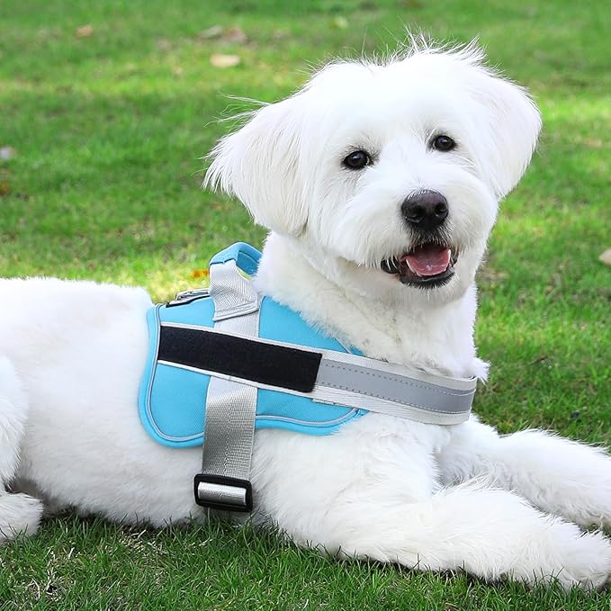 Bolux Dog Harness 1))
