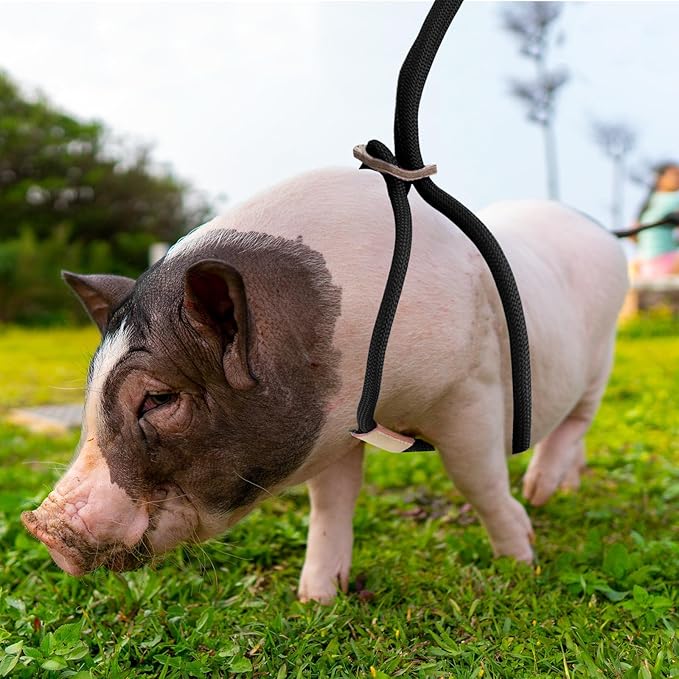 Mini Pig Harness & Leash 8 Feet