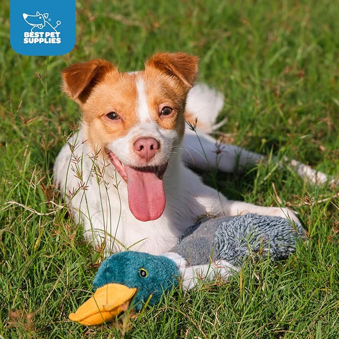 Best Pet Supplies Interactive Mallard Mates Dog Toy with Crinkle and Squeaky Enrichment for Small and Medium Breed Puppies or Dogs