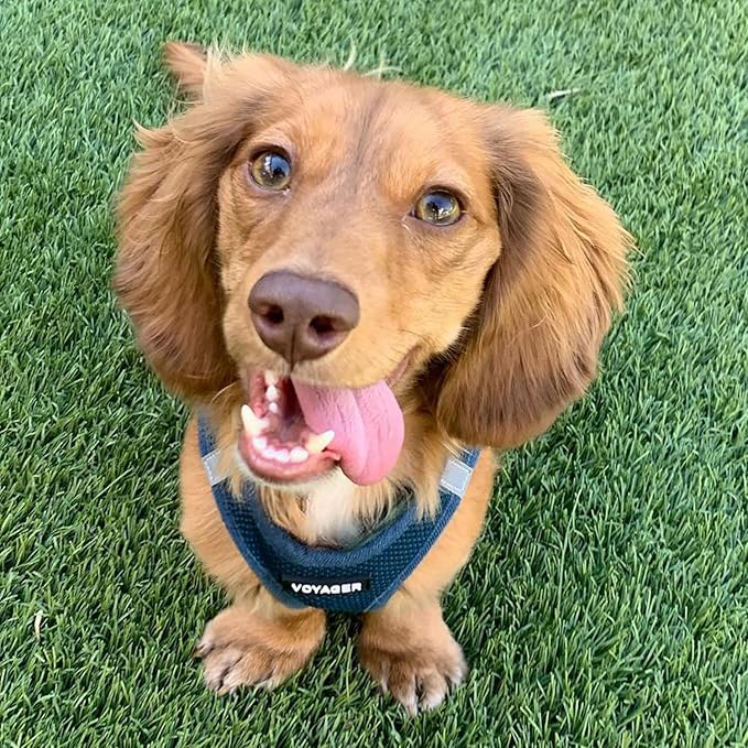 Voyager Step-in Air Dog Harness