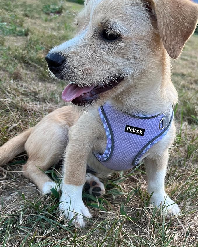 Petank Dog Harness for Small Medium Dogs No Pull