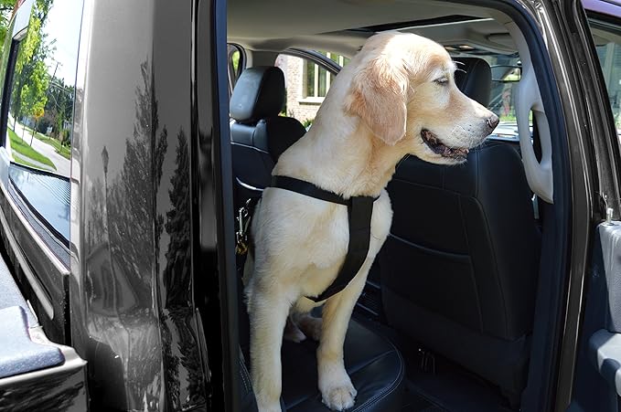 Downtown Pet Supply 10 to 25 lbs