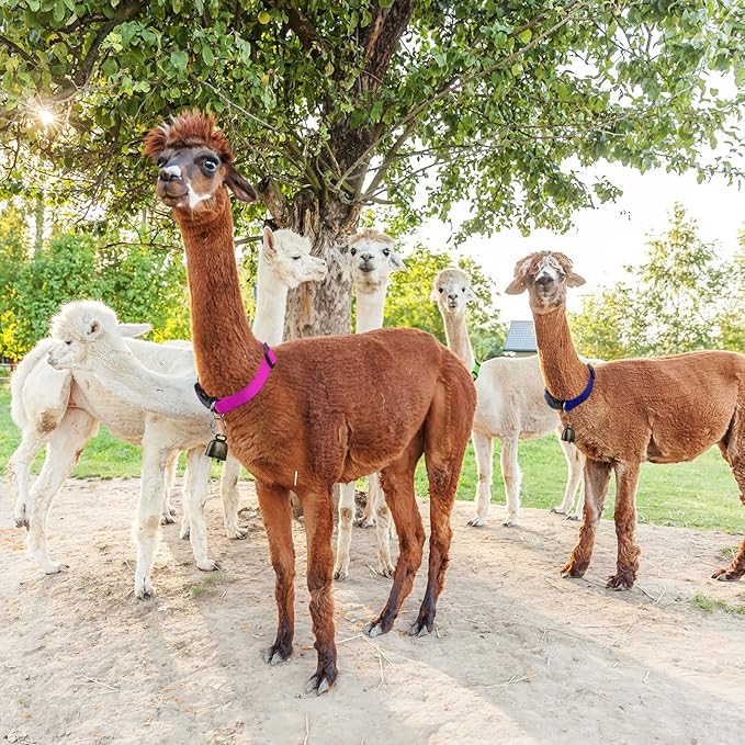 8 Pack Goat Collar with Bell