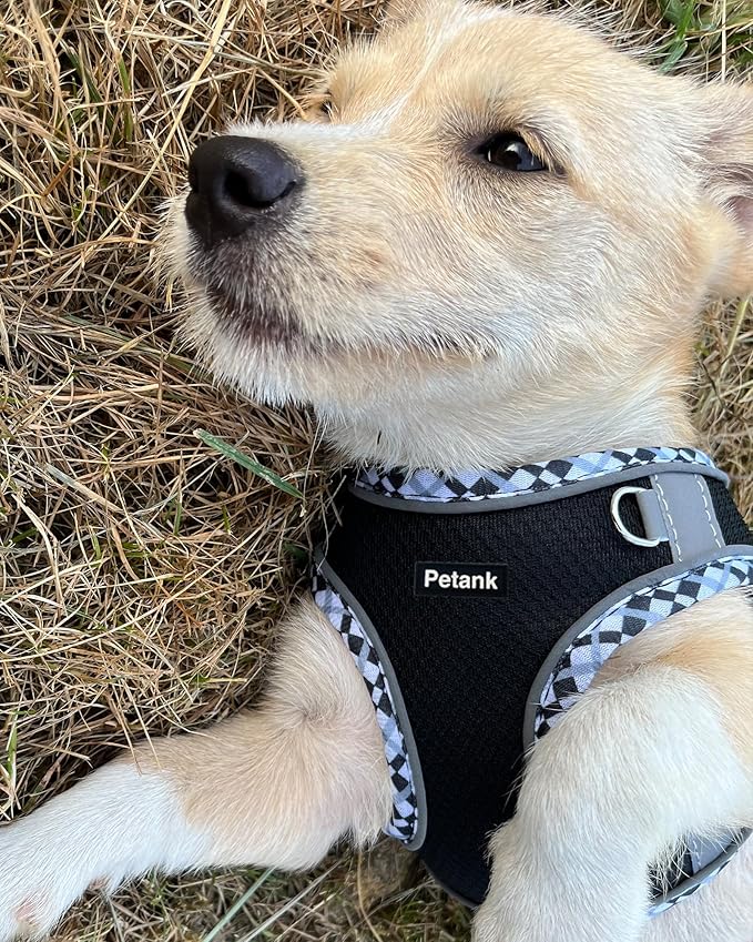 Petank Dog Harness for Small Medium Dogs No Pull
