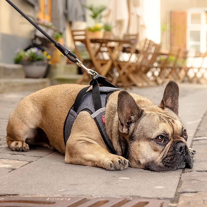 Vest Harness Merino curli Clasp Black L