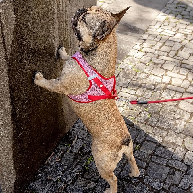 Vest Harness Merino curli Clasp Black L