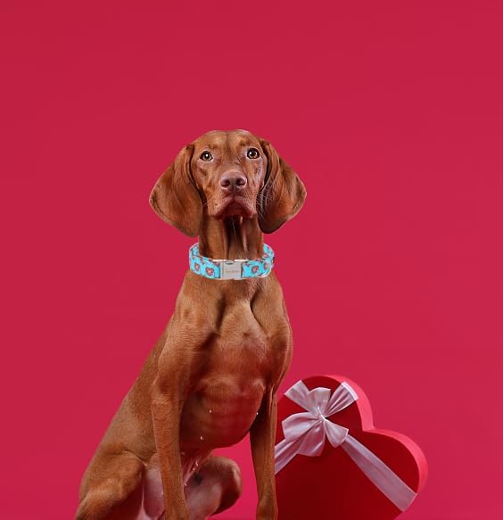 Unique Style Paws Valentine's Day Dog Collar Heart
