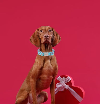 Unique Style Paws Valentine's Day Dog Collar Heart