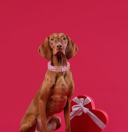 Unique Style Paws Valentine's Day Dog Collar Heart