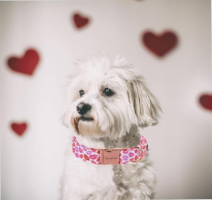 Unique Style Paws Valentine's Day Dog Collar Heart