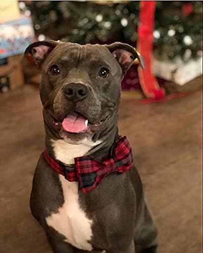 Elegant little tail Dog Collar with Bow