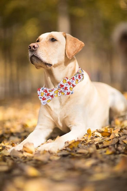 Lionet Paws Dog Collar with Bowtie 16-26in