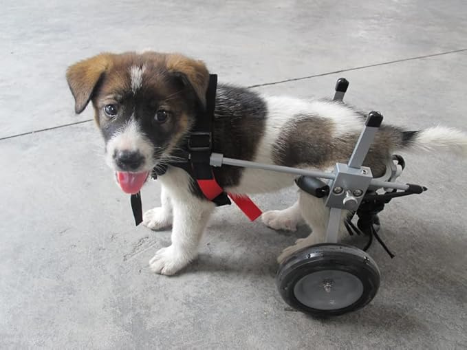 Dog Wheelchair