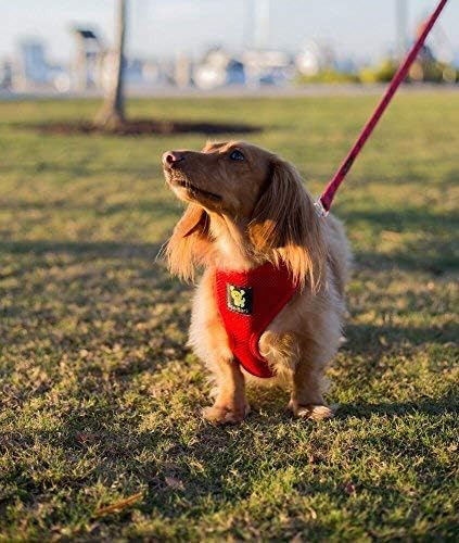 EcoBark Dog Leash - Soft & Reflective Comfort Training Leashes with Padded Handle - Strong Durable Heavy Duty - Training and Pulling for Small, Medium or Large Dogs (Red)